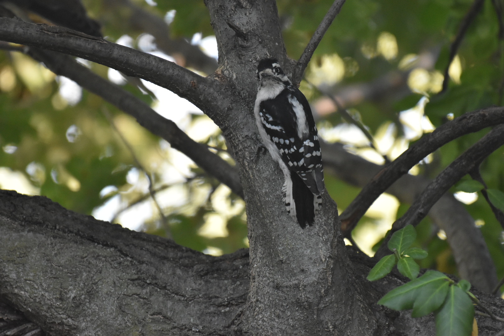 Downy Woodpecker