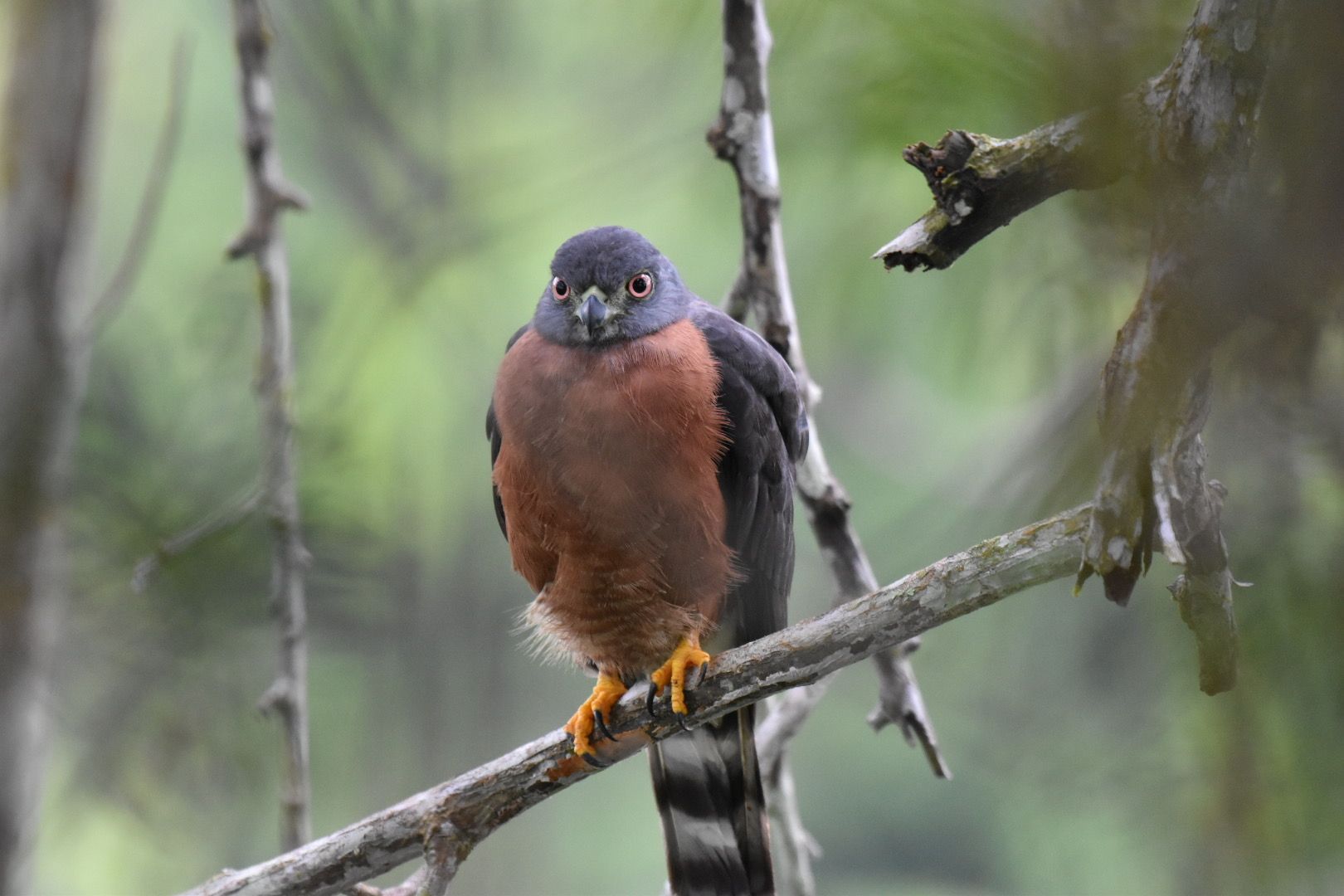 Double-toothed Kite