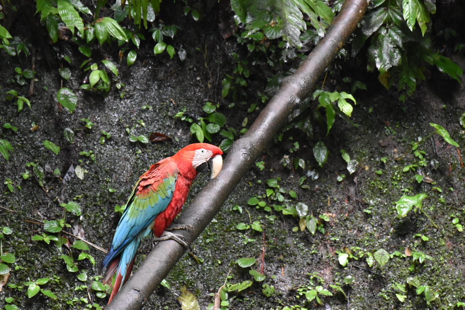 Green-winged Macaw