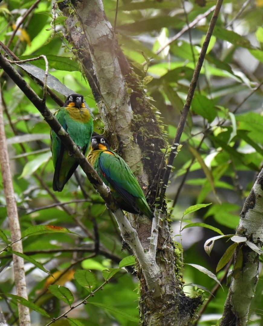 Orange-cheeked Parrot