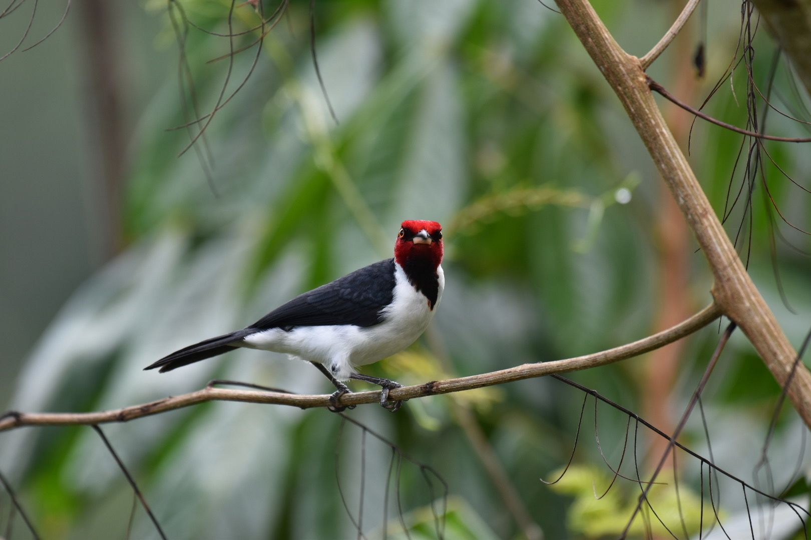 Red-capped Cardinal