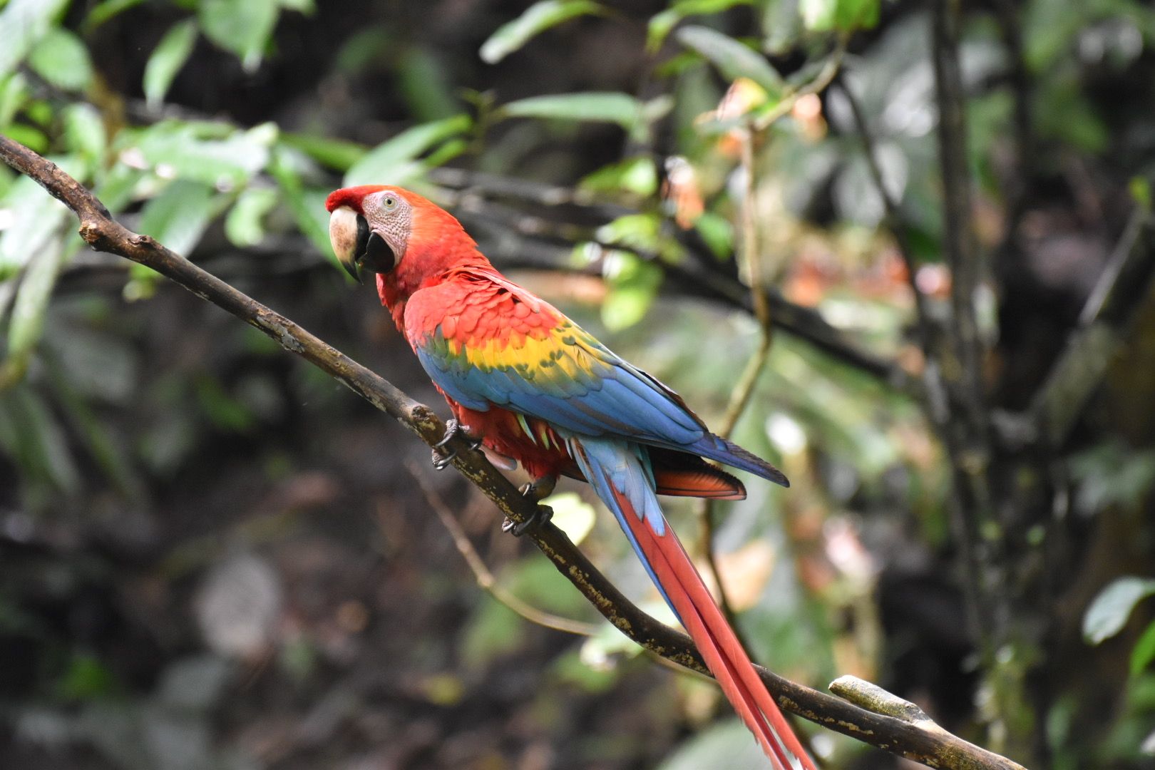 Scarlet Macaw