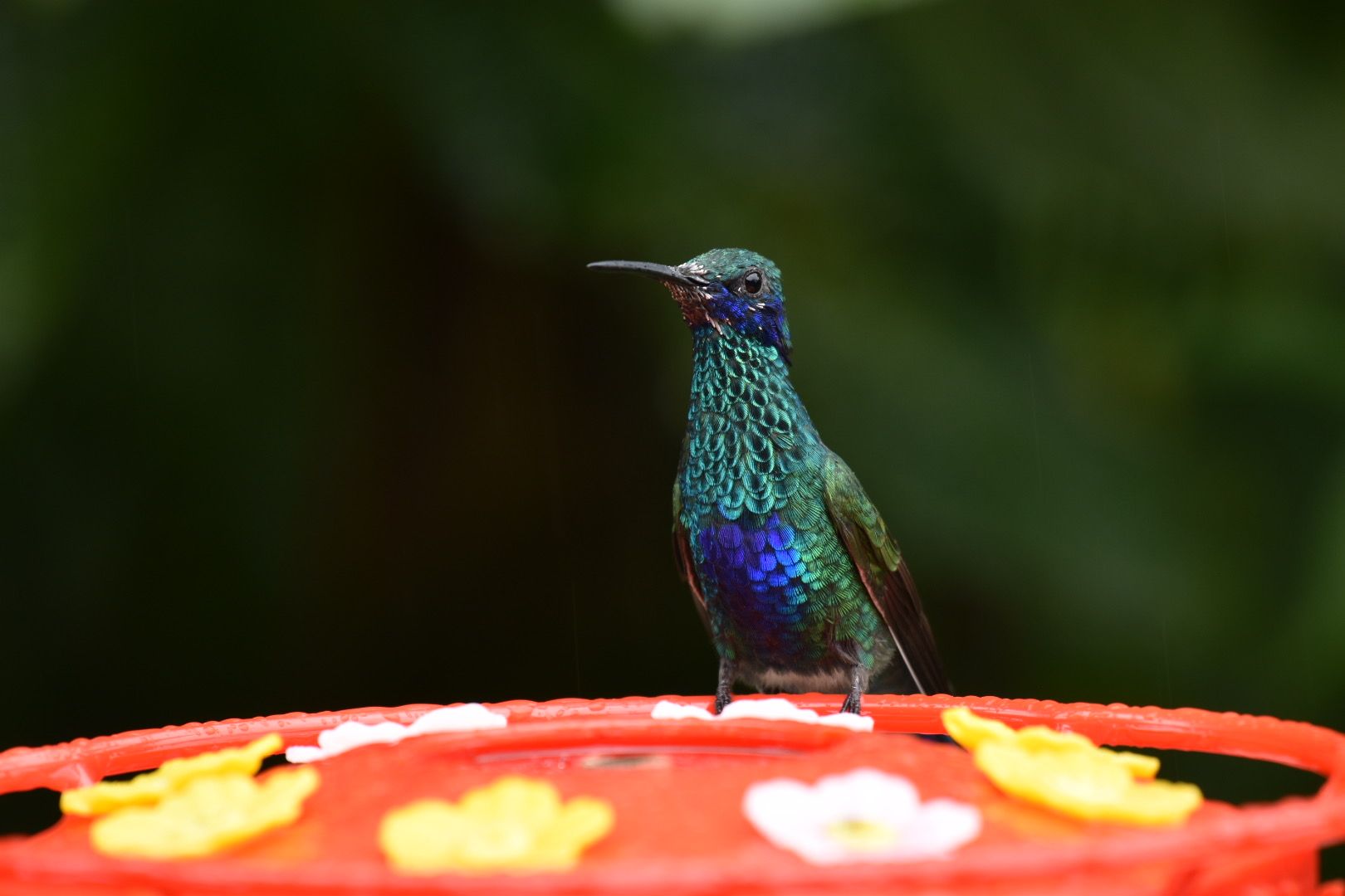 Sparkling Violetear