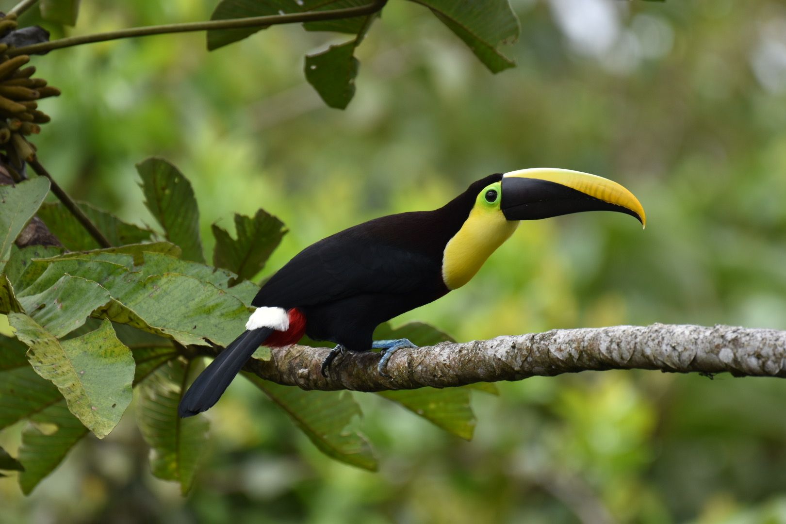 Yellow-throated Toucan