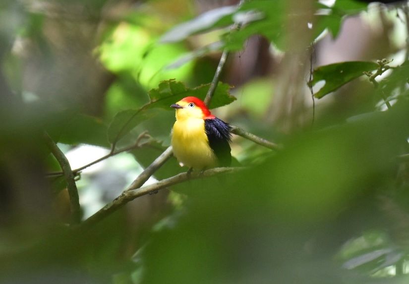 Wire-tailed Manakin